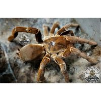 Pelinobius muticus / King baboon spider   FEMALE ADULT XXXL 